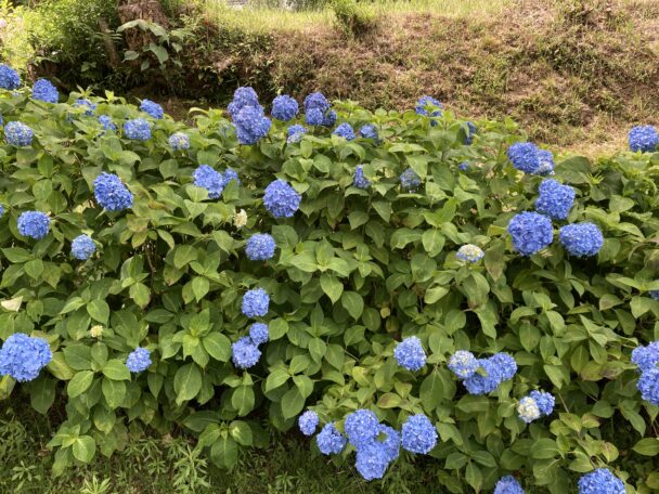 紫陽花・菖蒲ドライブ