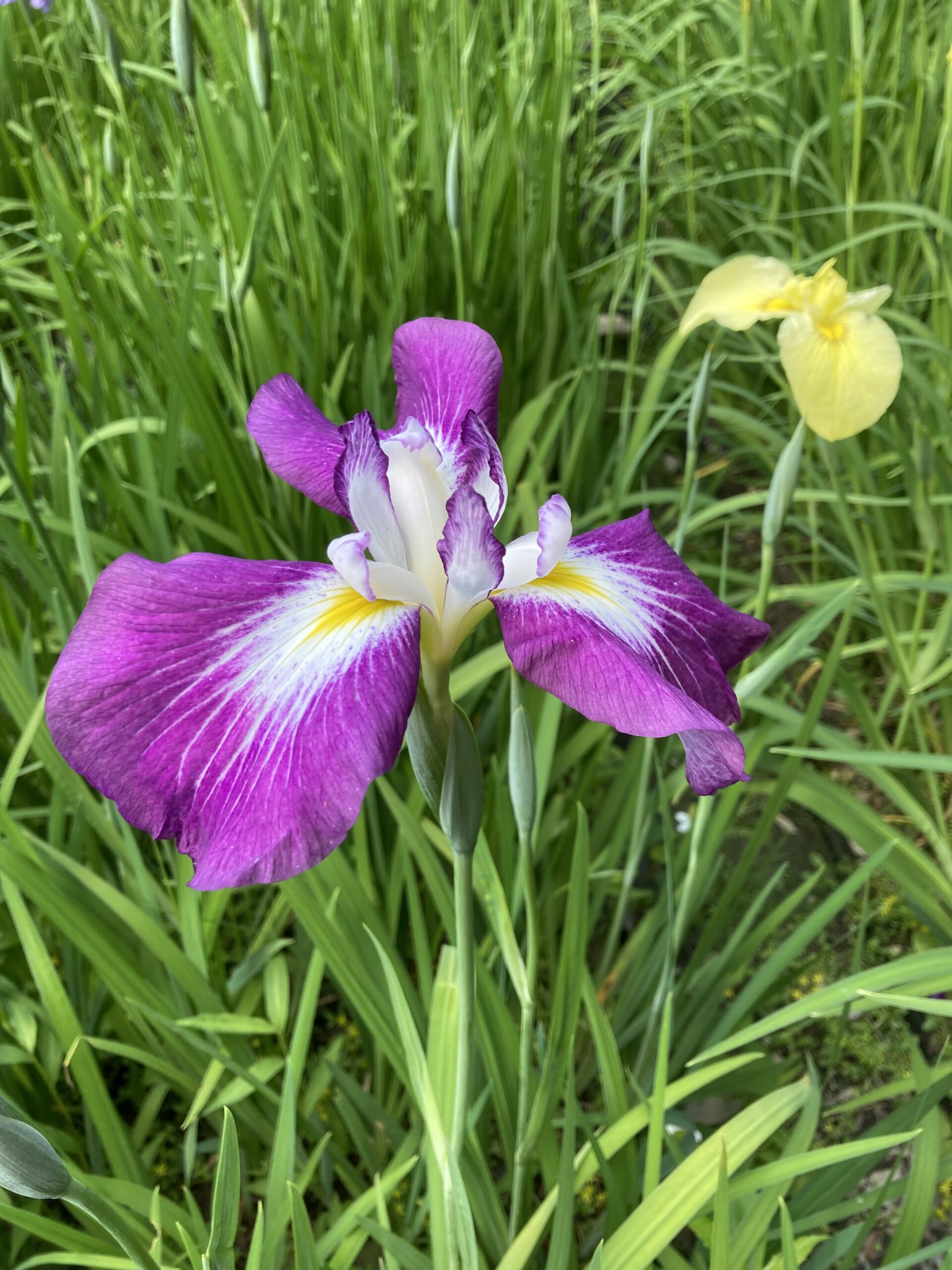 花菖蒲鑑賞